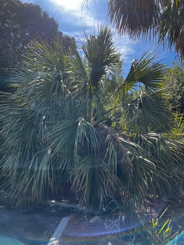 Sabal x texensis