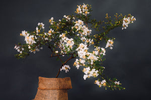 Lagerstroemia indica 'Pixie White', dwarf crape myrtle, clean white crepe-textured flowers on a low mound