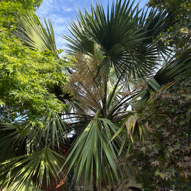 Sabal mexicana