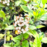 Viburnum tinus 'Spring Bouquet' glossy dark evergreen foliage