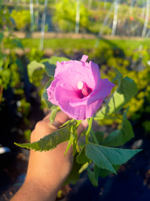 Hibiscus cubensis Cuban rose mallow, purplish-pink saucer flower on a tall stem.