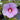 Hibiscus paramutabilis x syriacus 'Tosca'
