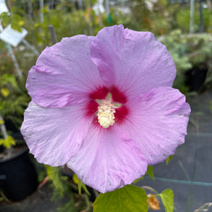 Hibiscus 'Tosca' hybrid rose of Sharon, large ruffled orchid-magenta flower with a carmine eye