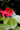 Camellia japonica 'Greensboro Red'