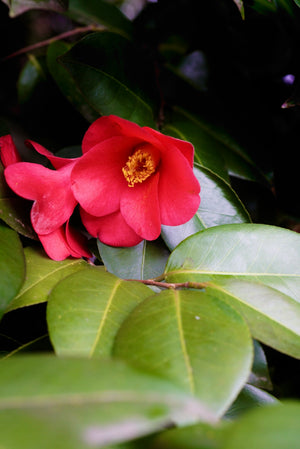 Camellia japonica 'Greensboro Red', large red semi-double flower with golden stamens