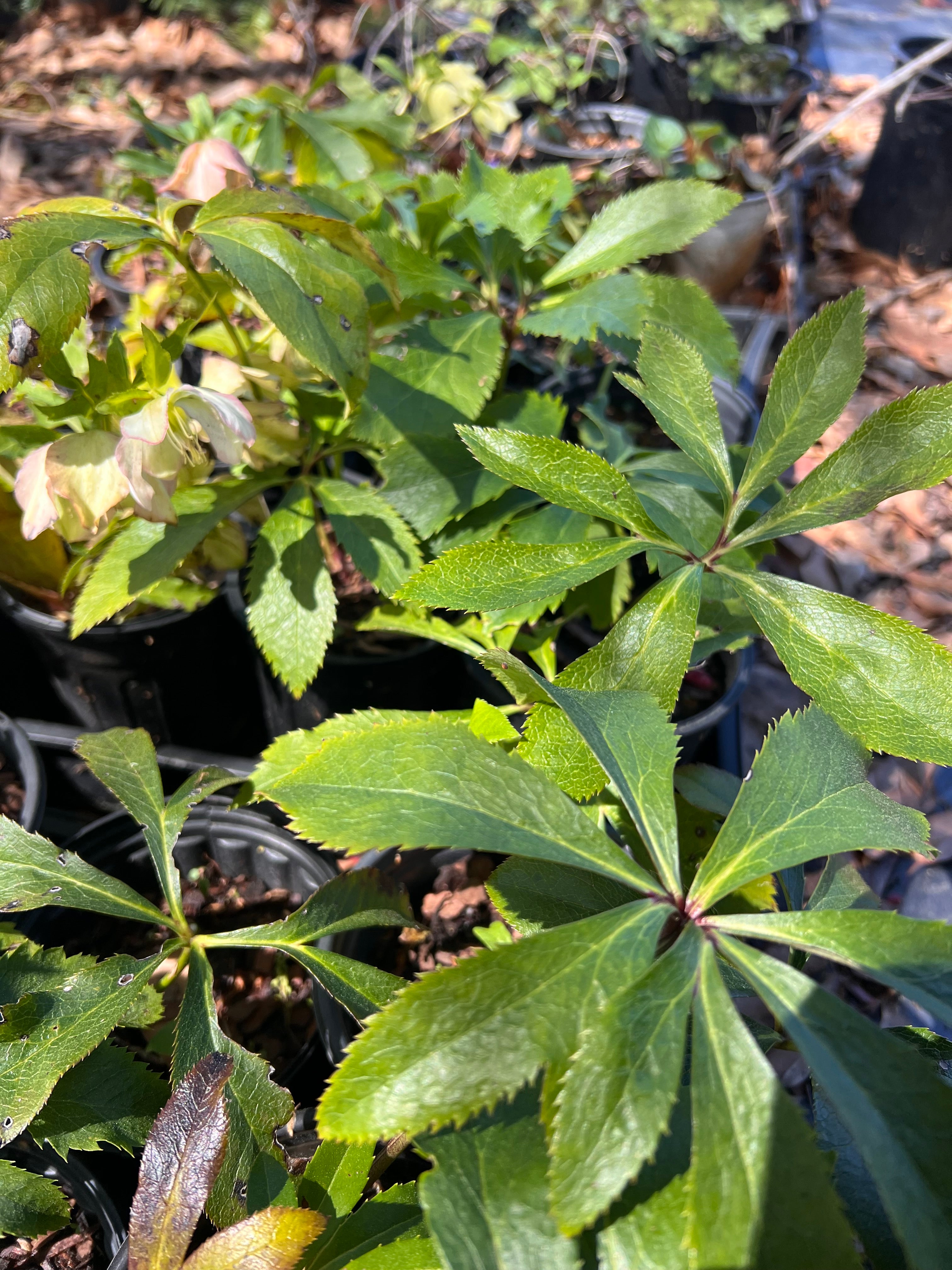 Woodlanders Helleborus x hybridus