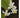 Styrax americanus