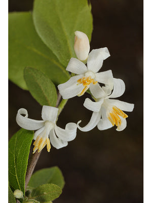 Styrax americanus, American snowbell, white bell-shaped flowers hanging on a native shrub.