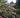 Abelia chinensis