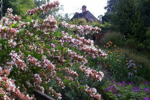 Abelia chinensis (Chinese Abelia) clusters of small white summer flowers on an arching deciduous shrub