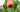 Abutilon pictum