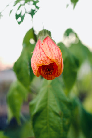 Abutilon pictum (Flowering Maple) orange bell flower veined with crimson, hanging on a slender stalk
