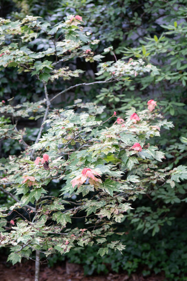 Acer rubrum 'Candy Ice'