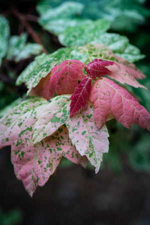 Acer rubrum 'Candy Ice', variegated red maple, leaves marbled in pink, white, and green