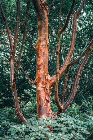 Acer griseum, paperbark maple, cinnamon bark peeling in papery curls along the trunk