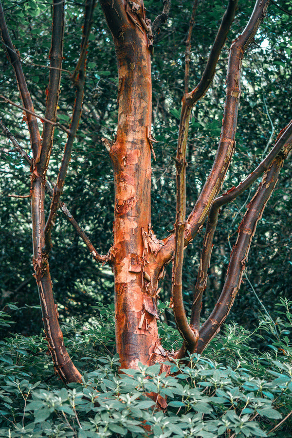 Acer griseum