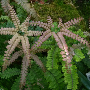 Adiantum hispidulum, rosy maidenhair fern, hand-shaped fronds with rosy-pink new growth