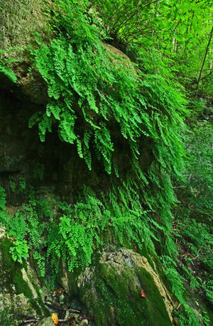 Adiantum capillus-veneris, southern maidenhair fern, lacy fan-shaped pinnules on wiry black stems