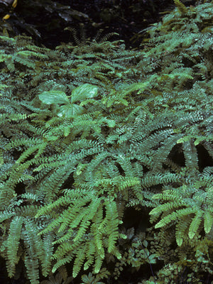 Adiantum pedatum, northern maidenhair fern, horseshoe-shaped fronds on glossy black stems