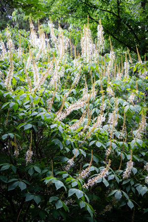 Aesculus parviflora var. serotina, late bottlebrush buckeye, tall white flower spike with red stamens