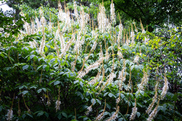 Aesculus parviflora var. serotina