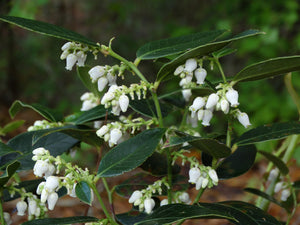 Agarista (Leucothoe) populifolia, Florida leucothoe, a native shrub offered by Woodlanders.