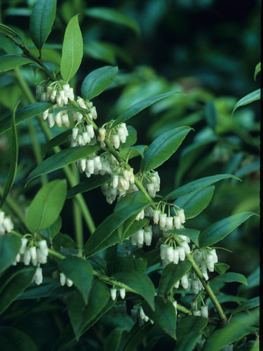 Agarista (Leucothoe) populifolia