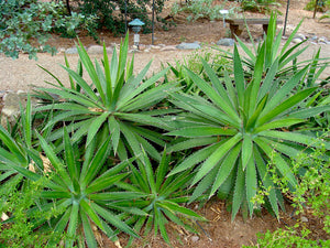 Agave lophantha 'Splendida', compact agave rosette with a white center stripe on toothed green leaves