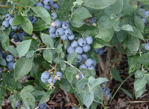 Vaccinium ashei 'Alapaha' rabbiteye blueberry, ripe blue berries on the shrub