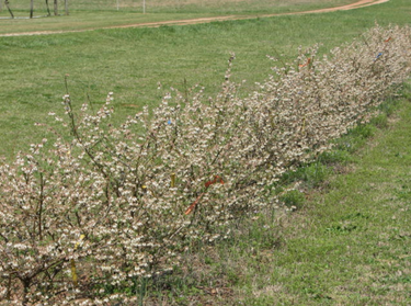 Vaccinium ashei ‘Alapaha’