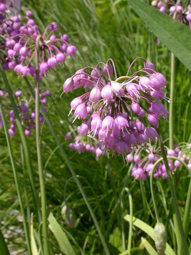 Allium cernuum