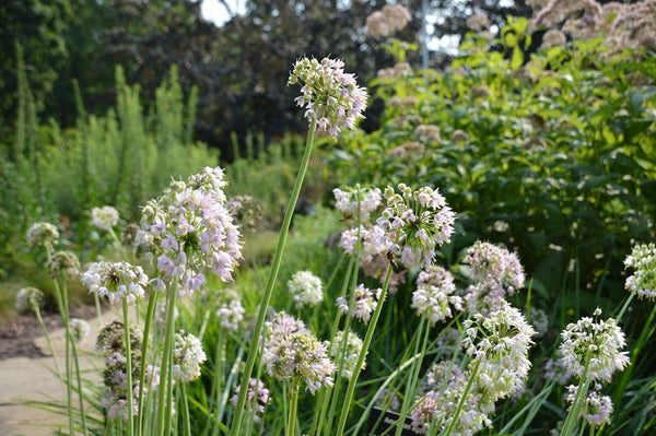 Allium cernuum