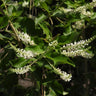 Aloysia virgata, sweet almond verbena, a fragrant shrub offered by Woodlanders.