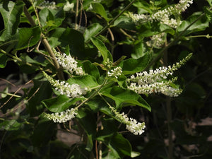 Aloysia virgata
