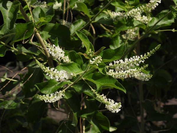 Aloysia virgata