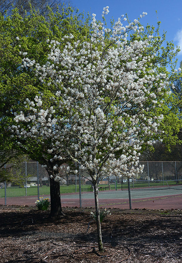 Amelanchier x grandiflora 'Autumn Brilliance'