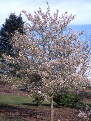 Amelanchier x grandiflora 'Princess Diana'