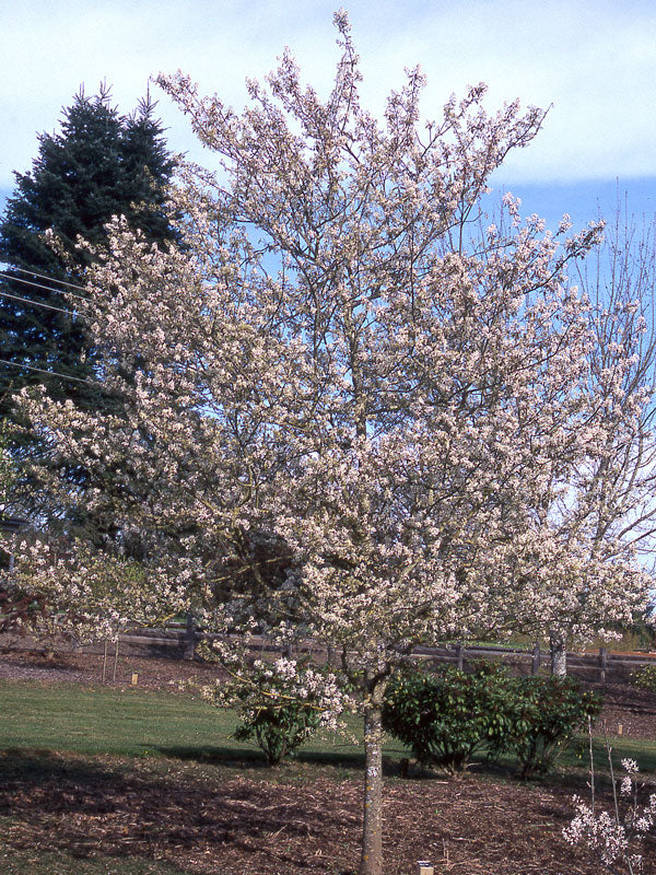 Amelanchier x grandiflora 'Princess Diana'