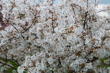 Amelanchier x grandiflora 'Princess Diana'