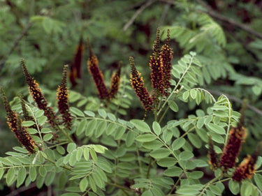 Amorpha fruticosa