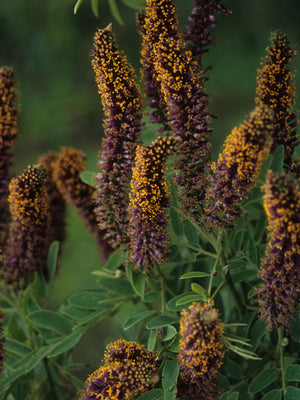 Amorpha fruticosa