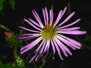 Ampelaster carolinianus, climbing aster, lavender-blue flowers with yellow centers in late fall