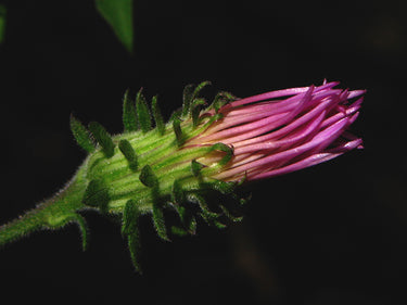 Ampelaster carolinianus