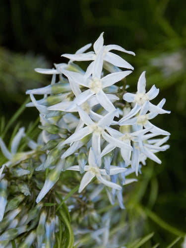 Amsonia hubrichtii