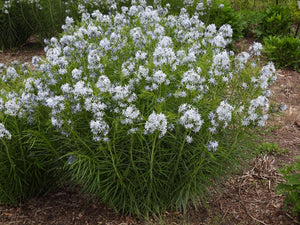 Amsonia hubrichtii, threadleaf bluestar, feathery foliage turning gold in autumn