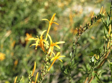 Anisacanthus wrightii 'Pumpkin'
