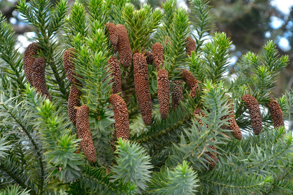 Araucaria angustifolia
