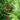 Coniferous tree with pine cones and green needles
