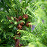 Coniferous tree with pine cones and green needles