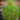 Tall green conifer against a wooden wall